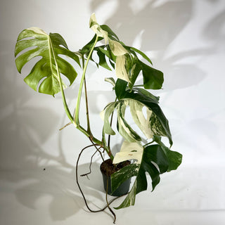 Monstera deliciosa var. borsigiana albo-variegata [#1966]