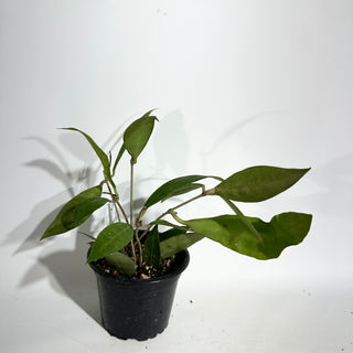 Hoya ruthiae [#1912]