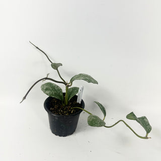 Hoya waymaniae 'Cloudy Sky' [#2458]