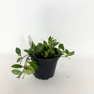 Hoya 'Mini Pixie' [#2319]