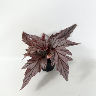 Begonia 'Lamoon' [#2487]
