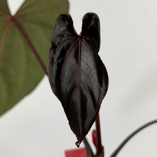 Anthurium 'Zara' x 'Amelia's Delight' [#1256]