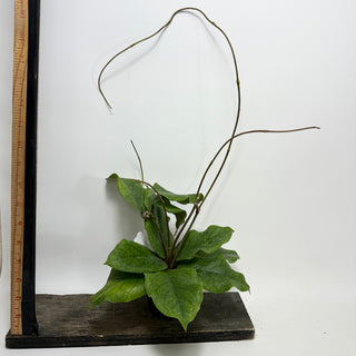 Hoya patcharawalai 029 [#1631]