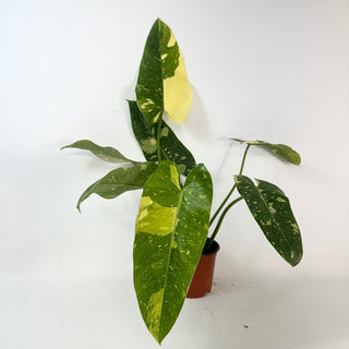 Philodendron 'Jose Buono' (Texas Form) [#2430]