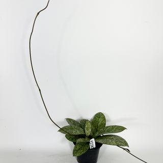 Hoya crassipetiolata (Splash) [#2282]