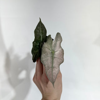 Alocasia 'Polly' (pink mint) [#1957]