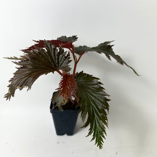 Begonia serratipetala 'Miri' [#2007]