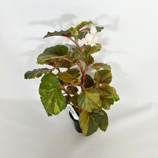 Begonia cucullata (variegated) [#1472]