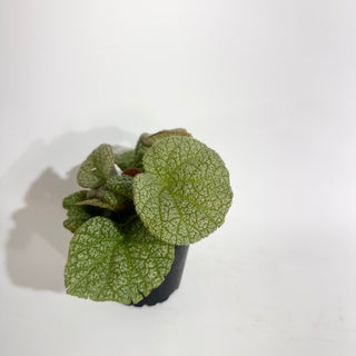 Begonia 'Steve's Leaves Dewfrost' [#2018]