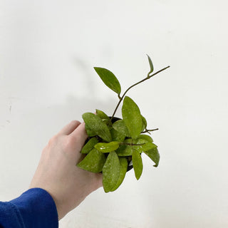 Hoya elmeri (splash) [#1621]