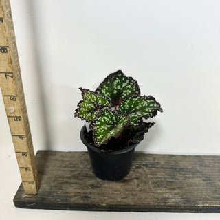 Begonia 'Fairytale' [#2104]