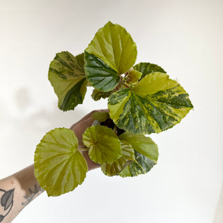 Begonia cucullata (variegated) [#1817]