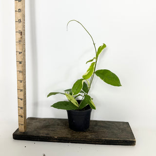 Hoya pimenteliana (outer variegated) [#2296]