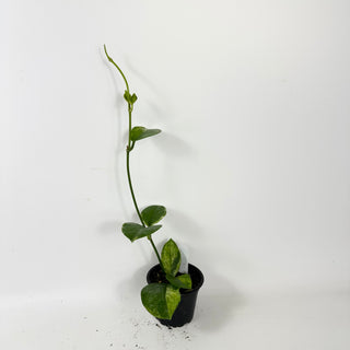 Hoya australis albo-marginata [#2413]