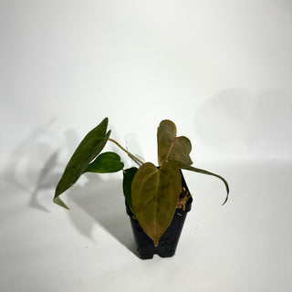 Anthurium 'Zara'/'Michelle' x indo portillae [#1786]