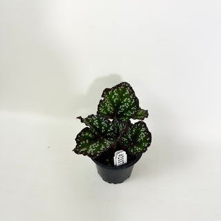 Begonia 'Fairytale' [#2117]
