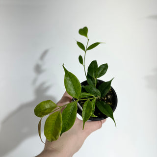 Hoya medusa [#1914]
