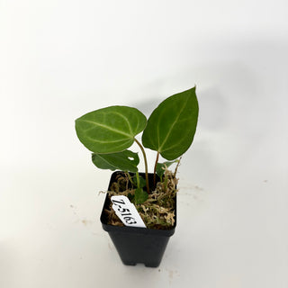 Z-5163 - Anthurium 'Not The Mama' x Fairchild crystallinum