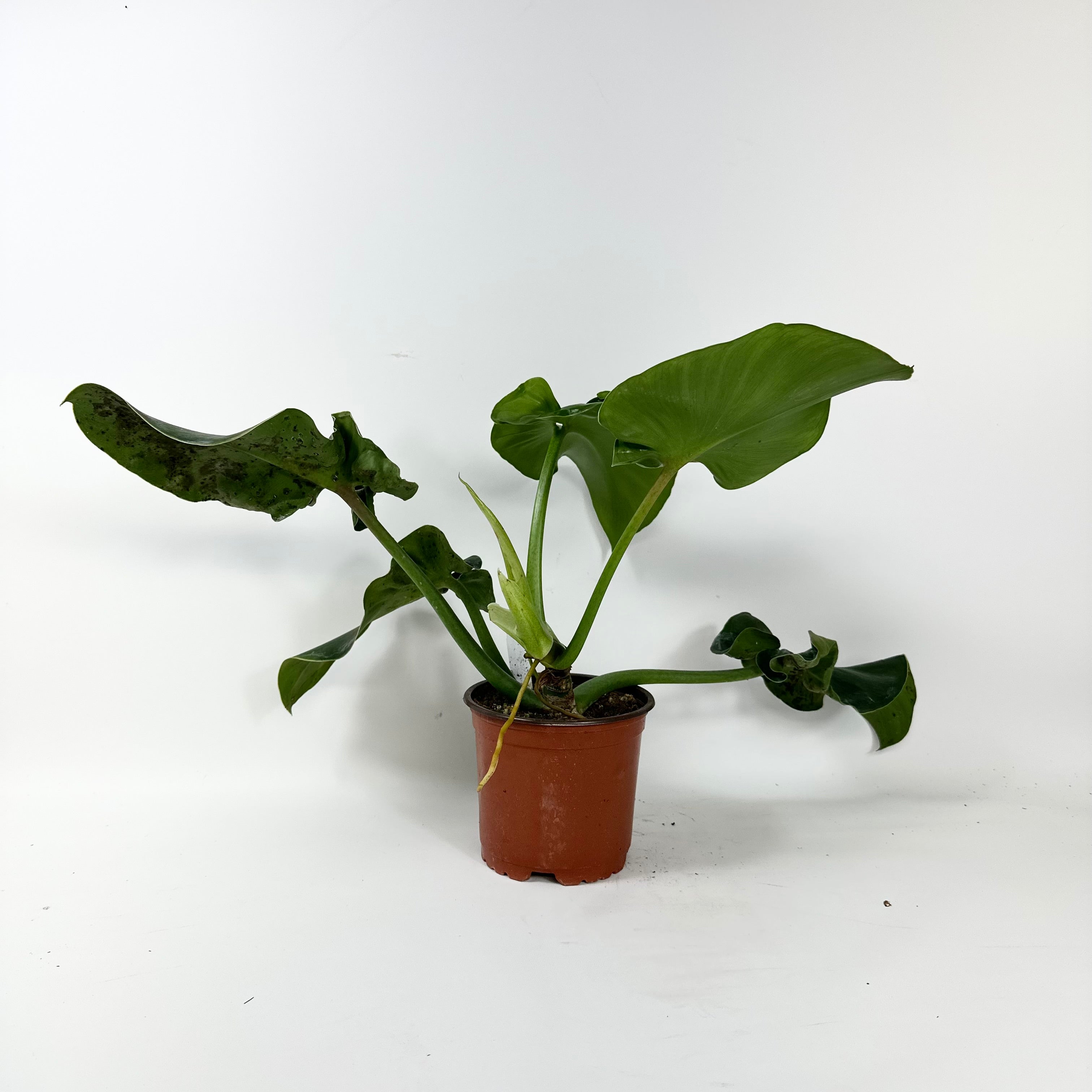 rugosum philodendron Philodendron rugosum (Aberrant Form) – Steve's Leaves