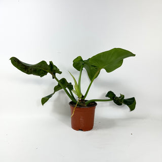 Philodendron rugosum (Aberrant Form)