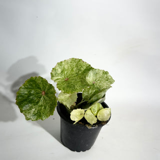 Begonia conchifolia var. rubrimacula variegata [#1942]