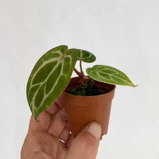 Z-4734 - Anthurium 'Brielle'/'Michelle' x self - Seedling