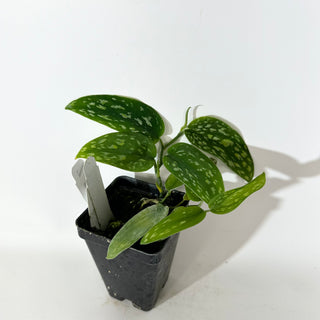 Z-5145 - Scindapsus pictus (Green Form Hassk)