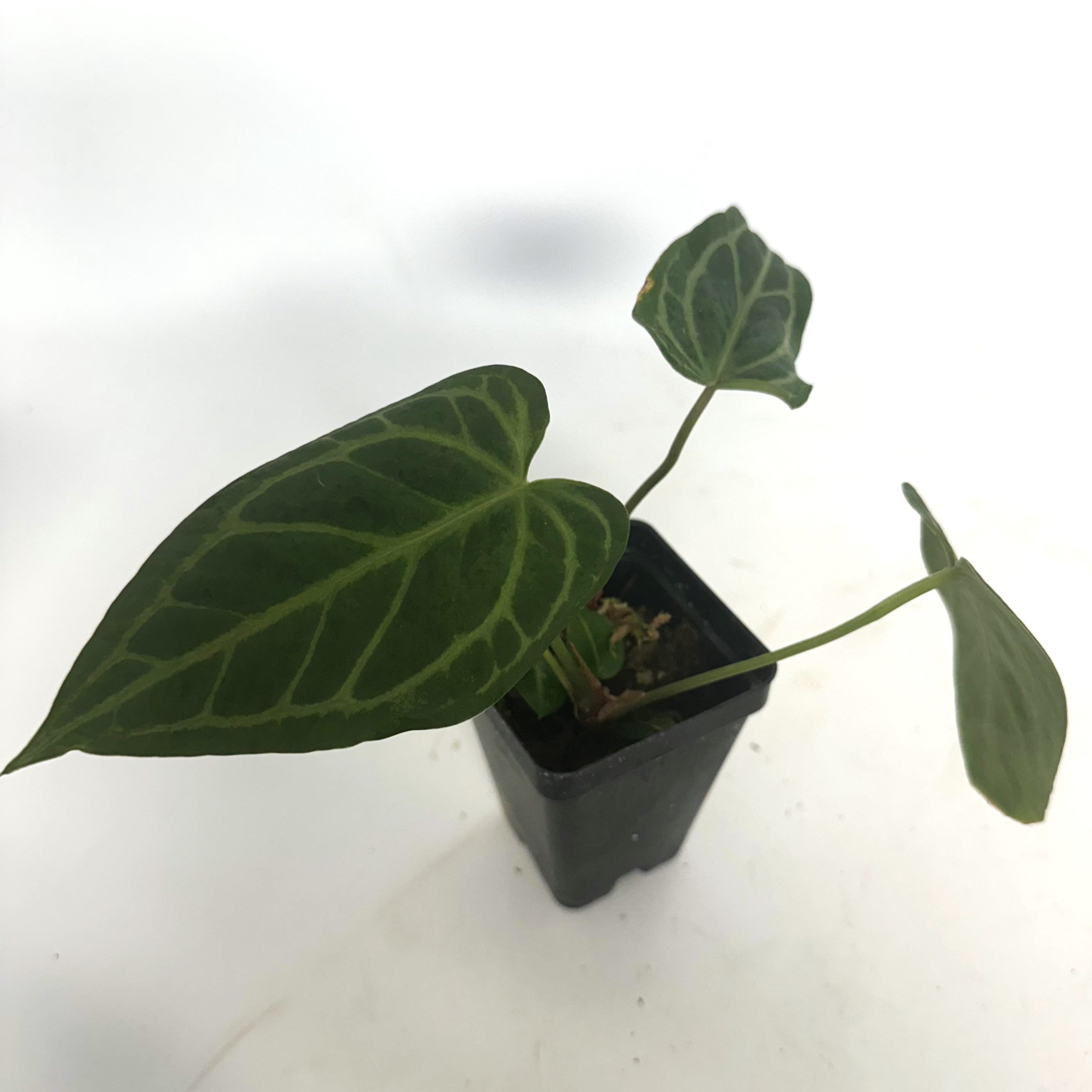 anthurium warocqueanum x magnificum Anthurium magnificum x 'Wonder Boy'