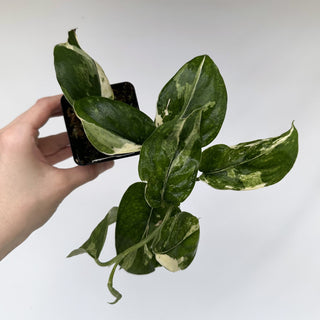 Z-2258 - Scindapsus 'Jade Satin' albo-variegata