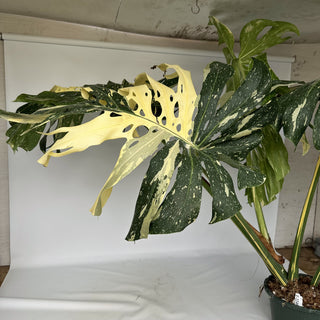 Z-2240 - Monstera deliciosa "Thai Constellation" - 10in Pot XXL