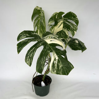 Z-2155 - Monstera deliciosa var. borsigiana albo-variegata
