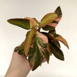 Begonia ‘Withlacoochee’ (Variegated) [#855]