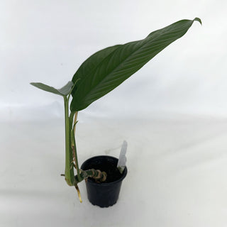 Z-2140 - Rhaphidophora megasperma