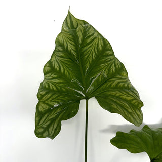 Z-2134 - Cercestis mirabilis