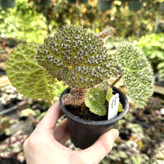 Begonia 'Mogwai'