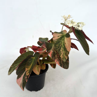 Begonia ‘Withlacoochee’ (Variegated) [#897]