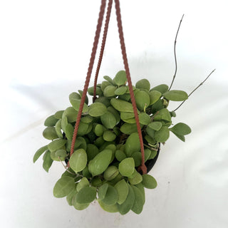 Hoya brevialata - 6" Hanging Basket