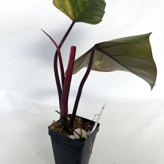 Z-2142 - Philodendron 'Strawberry Shake'