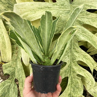 Euphorbia drupifera 'Variegata'