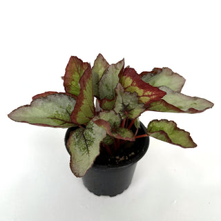 Begonia 'Steve's Leaves Dragon Scale'