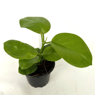Hoya australis ‘Kapoho’