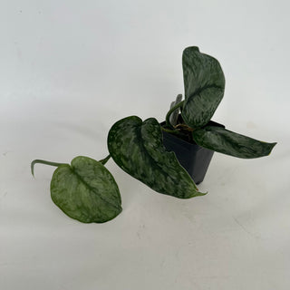 Z-2162 - Scindapsus pictus ‘Silver Dutchess’