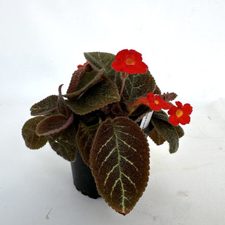 Episcia 'Longwood Gardens'