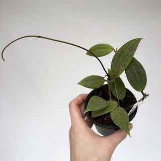 Z-2170 - Hoya wibergiae