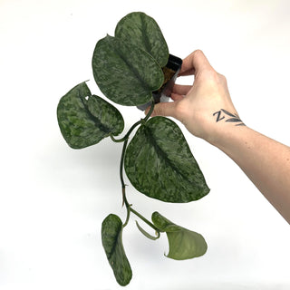 Z-2136 - Scindapsus pictus ‘Silver Dutchess’