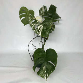 Z-2124 - Monstera deliciosa var. borsigiana albo-variegata