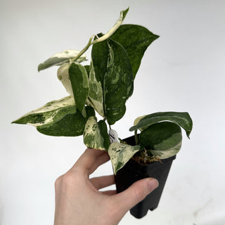 Z-2191 - Scindapsus 'Jade Satin' albo-variegata