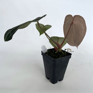 Z-2157 - Anthurium forgetii/'Ace of Spades' X 'Zara'/'Michele'