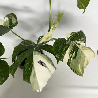 Z-2234 - Monstera deliciosa var. borsigiana albo-variegata