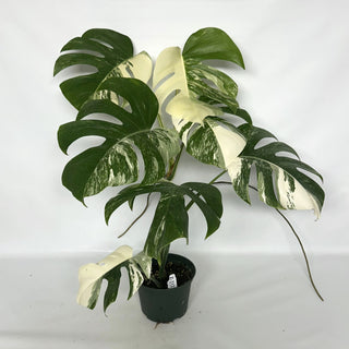 Z-2121 - Monstera deliciosa var. borsigiana albo-variegata